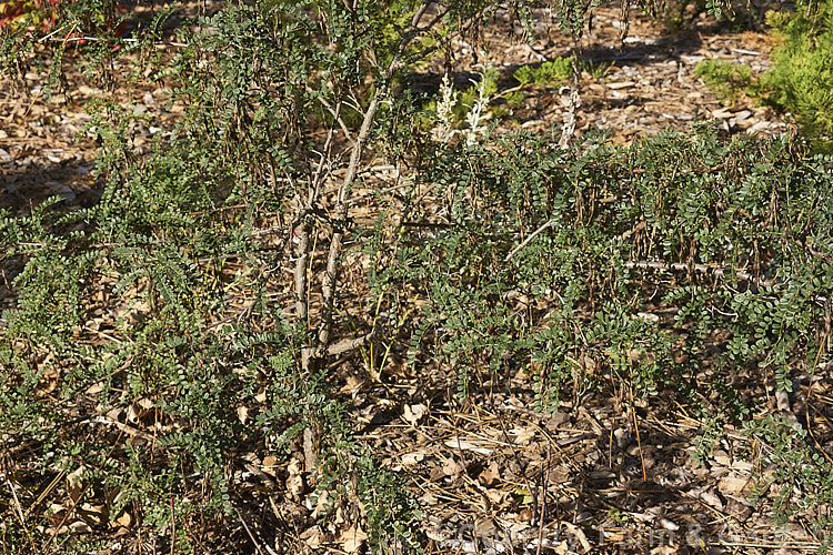 David's Mountain Laurel (<i>Sophora davidii</i>), a spiny, deciduous, spring- to early summer-flowering shrub native to southwestern China. It with grow to around 25m high and wide and the flowers are followed by an abundance of small jointed seedpods. sophora-2142htm'>Sophora.