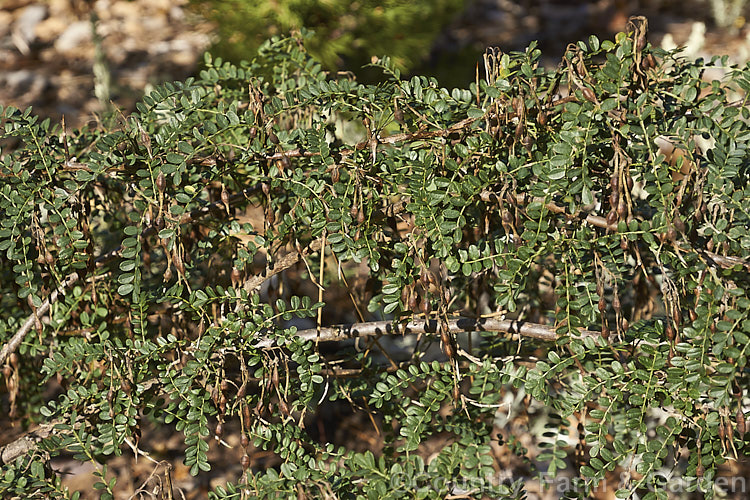 David's Mountain Laurel (<i>Sophora davidii</i>), a spiny, deciduous, spring- to early summer-flowering shrub native to southwestern China. It with grow to around 25m high and wide and the flowers are followed by an abundance of small jointed seedpods, as shown here. sophora-2142htm'>Sophora.