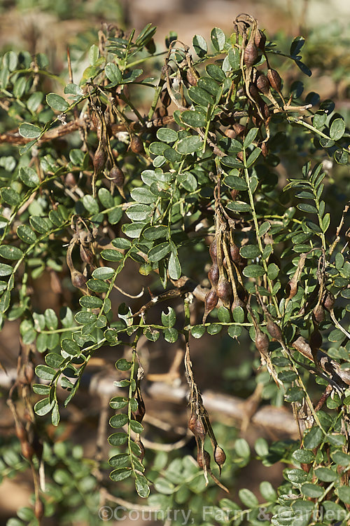 David's Mountain Laurel (<i>Sophora davidii</i>), a spiny, deciduous, spring- to early summer-flowering shrub native to southwestern China. It with grow to around 25m high and wide and the flowers are followed by an abundance of small jointed seedpods, as shown here. sophora-2142htm'>Sophora.