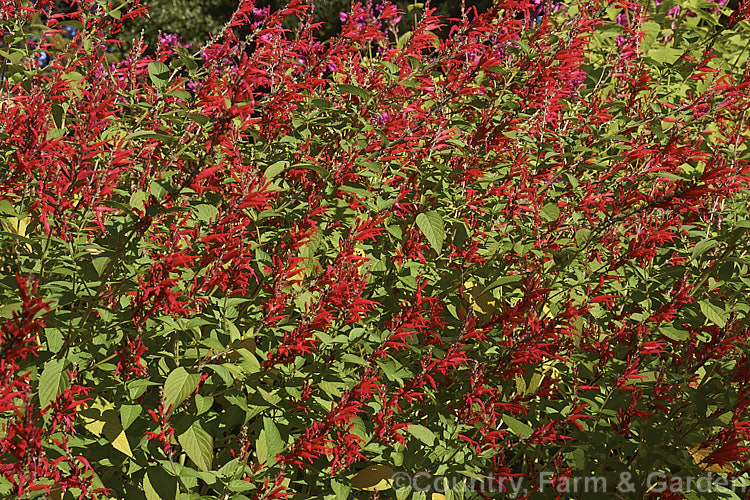 Pineapple Sage or Tangerine Sage (<i>Salvia elegans [syn. Salvia rutilans]), an aromatic autumn-flowering perennial or subshrub native to Mexico and Guatemala where it occurs in pine forests at elevations of 1800-2700m. It can grow to 2m high and wide, flowers over a long period and its foliage emits a pineapple scent when crushed. Order: Lamiales, Family: Lamiaceae