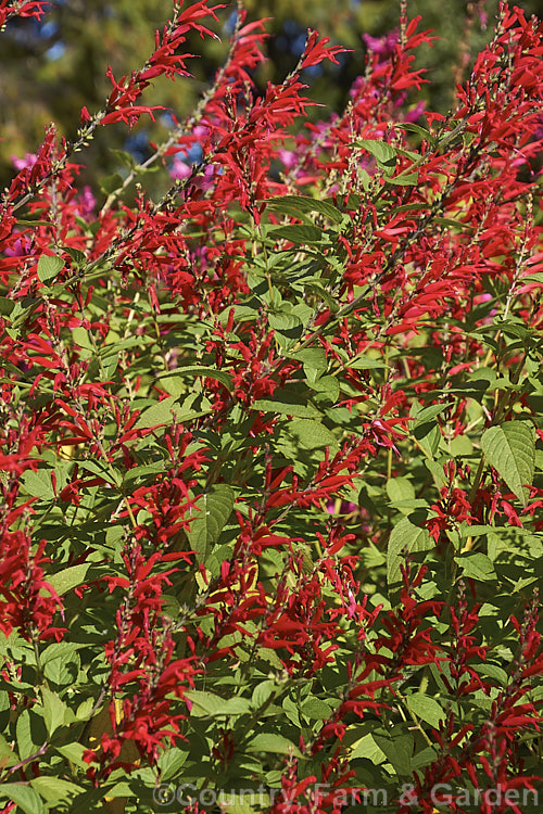 Pineapple Sage or Tangerine Sage (<i>Salvia elegans [syn. Salvia rutilans]), an aromatic autumn-flowering perennial or subshrub native to Mexico and Guatemala where it occurs in pine forests at elevations of 1800-2700m. It can grow to 2m high and wide, flowers over a long period and its foliage emits a pineapple scent when crushed. Order: Lamiales, Family: Lamiaceae