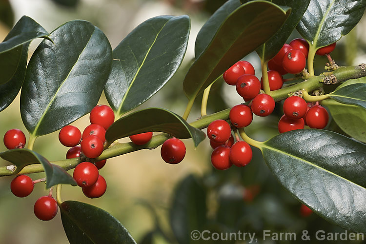 Ilex x altaclerensis 'Belgica', an Ilex aquifolium x Ilex perado hybrid with very dark green, smooth-edged leaves and small clusters of bright red berries in autumn. It develops into a pyramidal tree. Dating from around 1874, this old Highclere holly cultivar is now quite rare. Order: Aquifoliales, Family: Aquifoliaceae