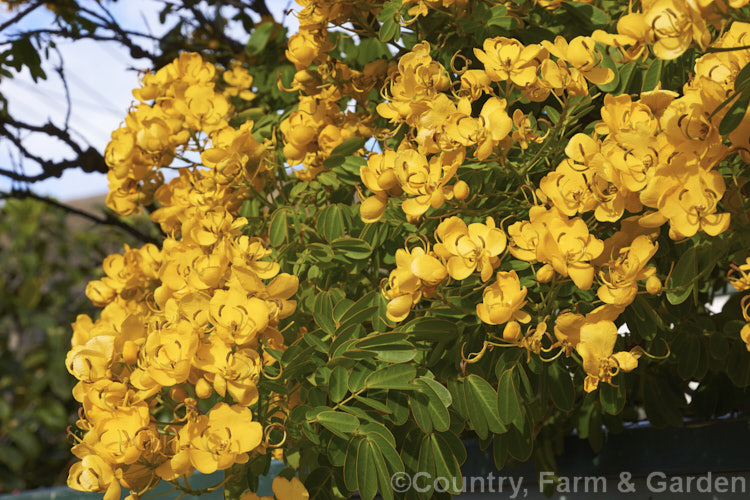 Senna corymbosa (syn. Cassia corymbosa</i>) 'John Ball', a heavy-flowering cultivar of an autumn-flowering evergreen small tree from Uruguay and Argentina. The species also occurs in the southern US, though it is possibly introduced there. senna-3304htm'>Senna.