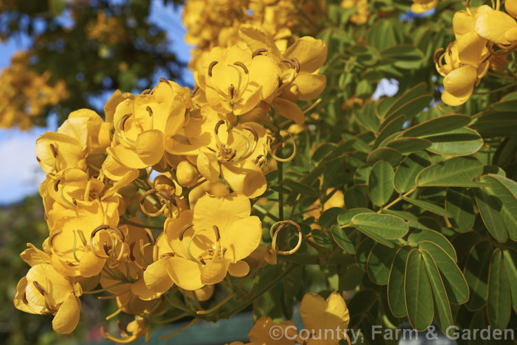 Senna corymbosa (syn. Cassia corymbosa</i>) 'John Ball', a heavy-flowering cultivar of an autumn-flowering evergreen small tree from Uruguay and Argentina. The species also occurs in the southern US, though it is possibly introduced there. senna-3304htm'>Senna.