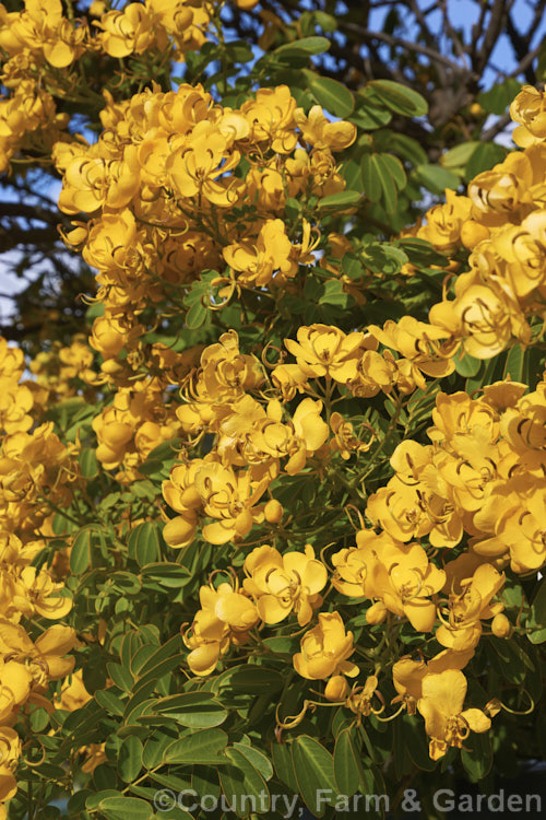 Senna corymbosa (syn. Cassia corymbosa</i>) 'John Ball', a heavy-flowering cultivar of an autumn-flowering evergreen small tree from Uruguay and Argentina. The species also occurs in the southern US, though it is possibly introduced there. senna-3304htm'>Senna.