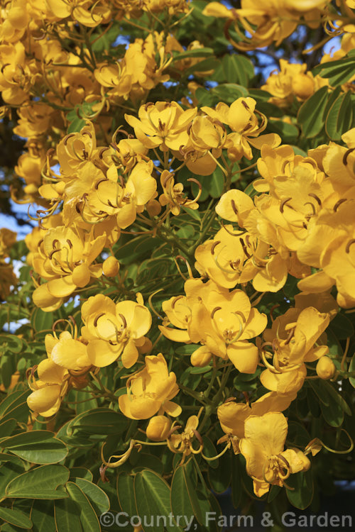 Senna corymbosa (syn. Cassia corymbosa</i>) 'John Ball', a heavy-flowering cultivar of an autumn-flowering evergreen small tree from Uruguay and Argentina. The species also occurs in the southern US, though it is possibly introduced there. senna-3304htm'>Senna.