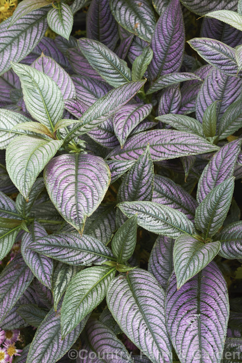 <a href='acanthaceae-plant-family-photoshtml'>Acanthaceae</a>