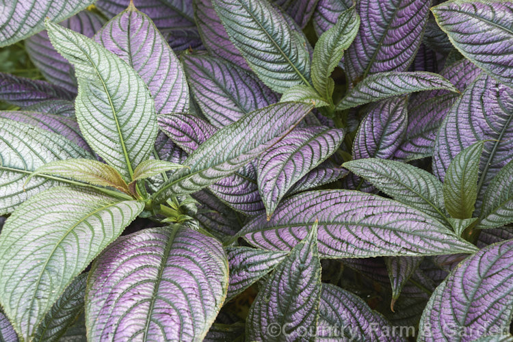 <a href='acanthaceae-plant-family-photoshtml'>Acanthaceae</a>