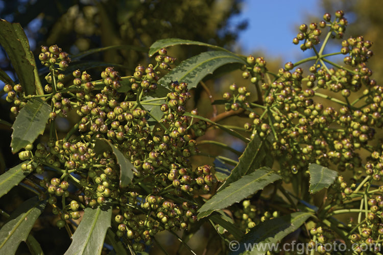 Foliage and fruit of the Lancewood or Horoeka (<i>Pseudopanax crassifolius</i>), an evergreen tree native to New Zealand Growing 10-15m tall it passes through distinct juvenile, intermediate and adult foliage phases. The foliage seen here is typical of the intermediate growth phase. pseudopanax-2147htm'>Pseudopanax. Order: Apiales, Family: Araliaceae