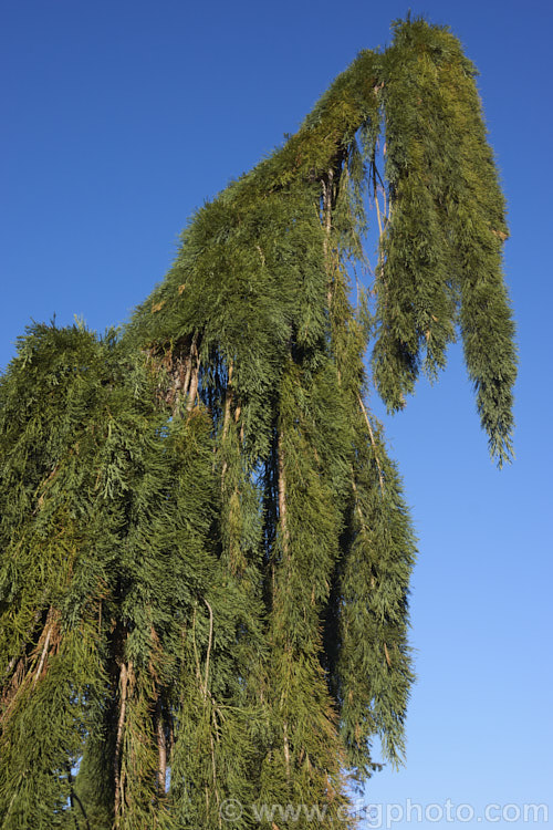 Sequoiadendron giganteum 'Pendulum', a narrow, weeping cultivar of the Giant Sequoia, Big. Tree or Sierra Redwood (<i>Sequoiadendron giganteum</i>), the world's largest tree by volume 'Pendula' probably grows nowhere near as large, though it has not been in cultivation long enough to establish its final size. sequoiadendron-2495htm'>Sequoiadendron. Order: Pinales, Family: Cupressaceae