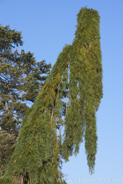 Sequoiadendron giganteum 'Pendulum', a narrow, weeping cultivar of the Giant Sequoia, Big. Tree or Sierra Redwood (<i>Sequoiadendron giganteum</i>), the world's largest tree by volume 'Pendula' probably grows nowhere near as large, though it has not been in cultivation long enough to establish its final size. sequoiadendron-2495htm'>Sequoiadendron. Order: Pinales, Family: Cupressaceae
