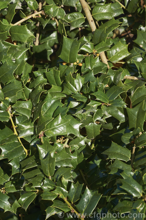 The lush foliage of Ilex 'John T. Morris' (<i>Ilex cornuta 'Burfordii' x Ilex pernyi</i>), a shrubby evergreen holly that is a male cultivar, though it does sometimes produce a few tiny infertile fruits. It is often used for dense hedging and is regarded as deer-resistant. Order: Aquifoliales, Family: Aquifoliaceae