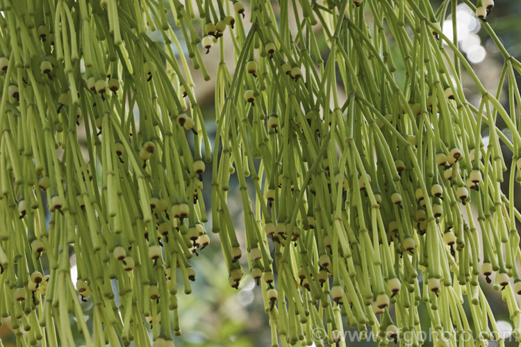 Mistletoe Cactus (<i>Rhipsalis clavata [syns. Hatiora clavata, Hariota clavata]), a trailing, spineless, epiphytic cactus native to Brazil. The small, deep yellow flowers are interesting but the jointed stems are the main feature and the plant is usually cultivated in hanging basket so that the plant forms a curtain of stems