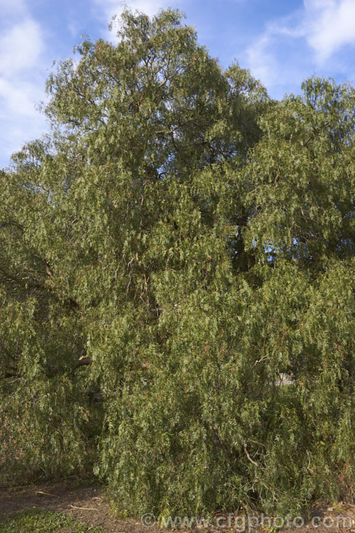 Pepper. Tree (<i>Schinus molle var. areira</i>), a small, weeping tree native to Bolivia, southern Brazil and Paraguay. Its dry red-brown berries can be used as a pepper substitute. schinus-2490htm'>Schinus. <a href='anacardiaceae-plant-family-photoshtml'>Anacardiaceae</a>.