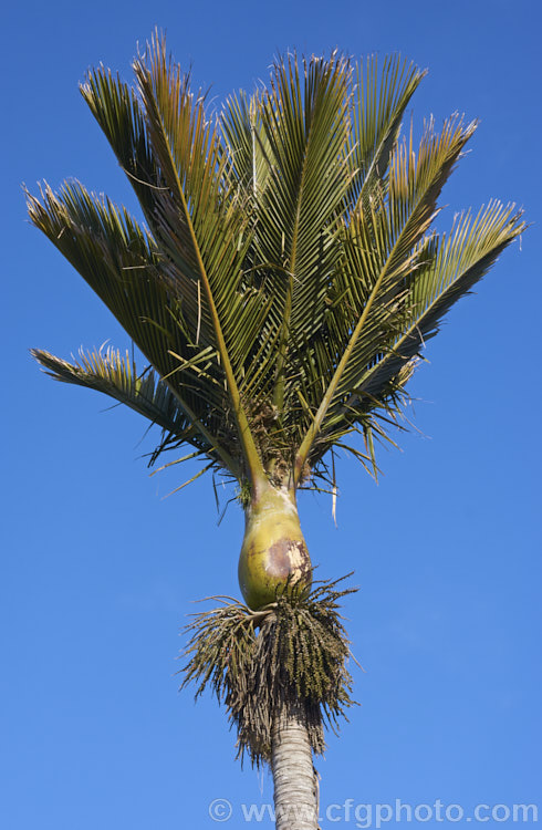 Nikau Palm or Shaving Brush Palm (<i>Rhopalostylis sapida</i>), a New Zealand feather palm also found at 44S in the Chatham Islands, making it the southernmost palm