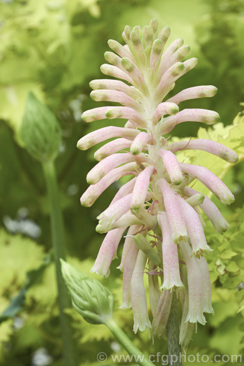 Cape. Hyacinth (<i>Veltheimia capensis [syn. Veltheimia glauca]), a winter- to spring- flowering bulb native to the southwest Cape region of South Africa. The flower stems are up to 45cm high. veltheimia-3383htm'>Veltheimia.