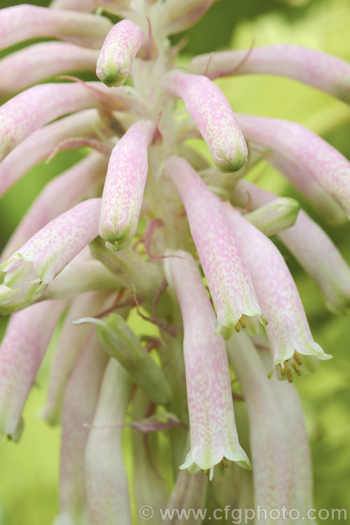 Cape. Hyacinth (<i>Veltheimia capensis [syn. Veltheimia glauca]), a winter- to spring- flowering bulb native to the southwest Cape region of South Africa. The flower stems are up to 45cm high. veltheimia-3383htm'>Veltheimia.