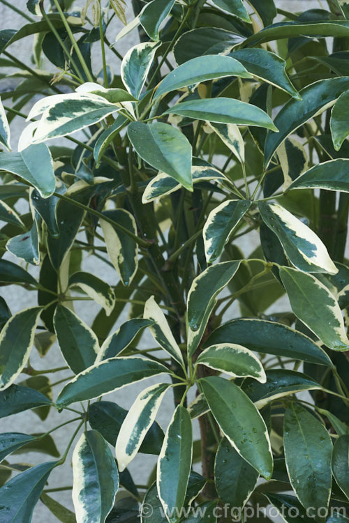 Schefflera arboricola 'Variegata', a variegated foliage cultivar of an evergreen shrub or lax climber native to Taiwan that is widely used as a house or greenhouse plant. schefflera-2489htm'>Schefflera. Order: Apiales, Family: Araliaceae