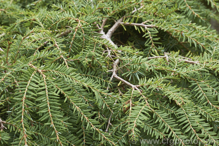 Tsuga canadensis 'Cole's Prostrate' (syn 'Cole'), a prostrate, spreading, dwarf form of the Eastern Hemlock, an evergreen coniferous tree native to North America. The species can grow to 40m tall, but 'Cole's Prostrate' rarely exceeds 60cm high, though it can grow to 25m wide. tsuga-3376htm'>Tsuga. <a href='pinaceae-plant-family-photoshtml'>Pinaceae</a>.