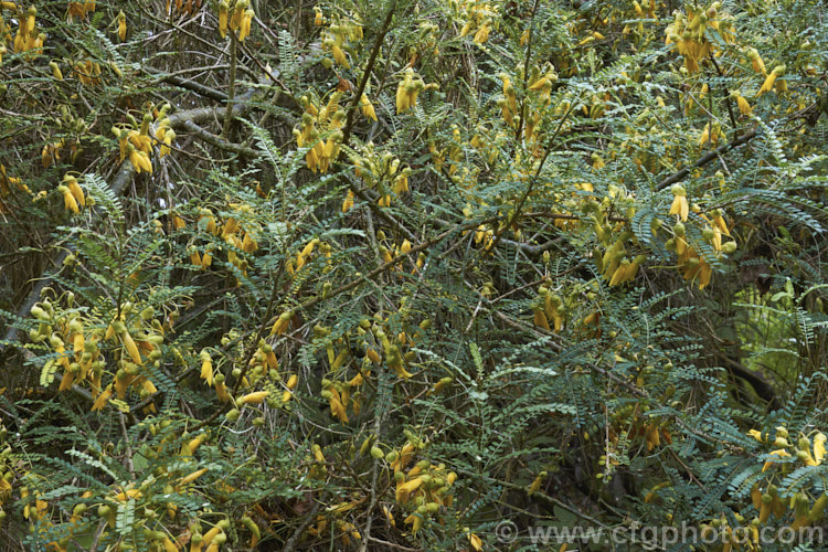 Sophora molloyi 'Dragon's Gold', an early-flowering cultivar of the Cook. Strait. Kowhai (<i>Sophora molloyi</i>), which was formerly classified as a form of Sophora microphylla and recognised as a distinct species only in 2001. It is a near evergreen shrub up to around 2m high and wide. It occurs on the islands of Cook. Strait and nearby parts of coastal. Marlborough, New Zealand. The flowers of 'Dragon's Gold' open from late autumn while those of the species bloom from late winter. sophora-2142htm'>Sophora.