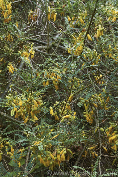 Sophora molloyi 'Dragon's Gold', an early-flowering cultivar of the Cook. Strait. Kowhai (<i>Sophora molloyi</i>), which was formerly classified as a form of Sophora microphylla and recognised as a distinct species only in 2001. It is a near evergreen shrub up to around 2m high and wide. It occurs on the islands of Cook. Strait and nearby parts of coastal. Marlborough, New Zealand. The flowers of 'Dragon's Gold' open from late autumn while those of the species bloom from late winter. sophora-2142htm'>Sophora.