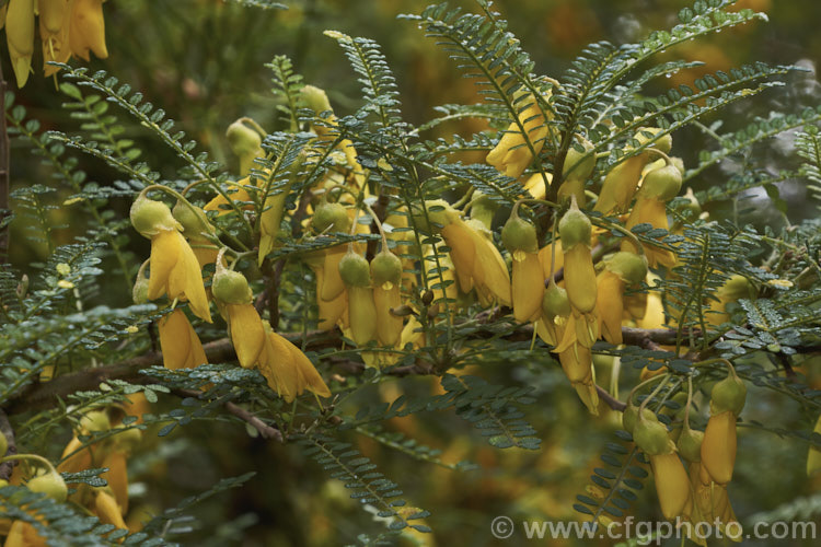 Sophora molloyi 'Dragon's Gold', an early-flowering cultivar of the Cook. Strait. Kowhai (<i>Sophora molloyi</i>), which was formerly classified as a form of Sophora microphylla and recognised as a distinct species only in 2001. It is a near evergreen shrub up to around 2m high and wide. It occurs on the islands of Cook. Strait and nearby parts of coastal. Marlborough, New Zealand. The flowers of 'Dragon's Gold' open from late autumn while those of the species bloom from late winter. sophora-2142htm'>Sophora.