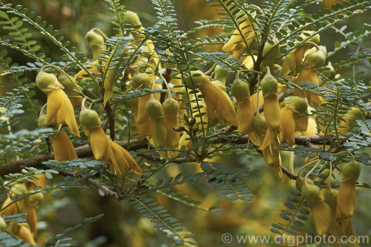 Sophora molloyi 'Dragon's Gold', an early-flowering cultivar of the Cook. Strait. Kowhai (<i>Sophora molloyi</i>), which was formerly classified as a form of Sophora microphylla and recognised as a distinct species only in 2001. It is a near evergreen shrub up to around 2m high and wide. It occurs on the islands of Cook. Strait and nearby parts of coastal. Marlborough, New Zealand. The flowers of 'Dragon's Gold' open from late autumn while those of the species bloom from late winter. sophora-2142htm'>Sophora.