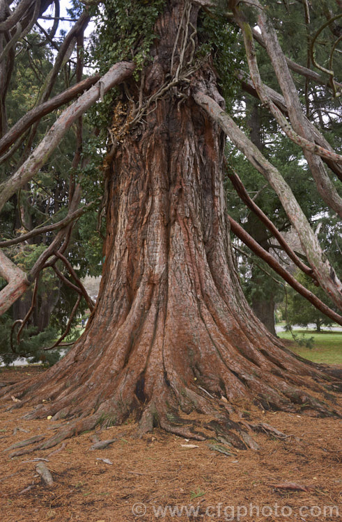 The buttressed trunk and pendulous lower branches of the Giant Sequoia, Big. Tree or Sierra Redwood (<i>Sequoiadendron giganteum</i>), the world's largest tree by volume, this Californian conifer is capable of reaching nearly 100m tall sequoiadendron-2495htm'>Sequoiadendron. Order: Pinales, Family: Cupressaceae