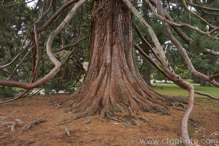 The buttressed trunk and pendulous lower branches of the Giant Sequoia, Big. Tree or Sierra Redwood (<i>Sequoiadendron giganteum</i>), the world's largest tree by volume, this Californian conifer is capable of reaching nearly 100m tall sequoiadendron-2495htm'>Sequoiadendron. Order: Pinales, Family: Cupressaceae
