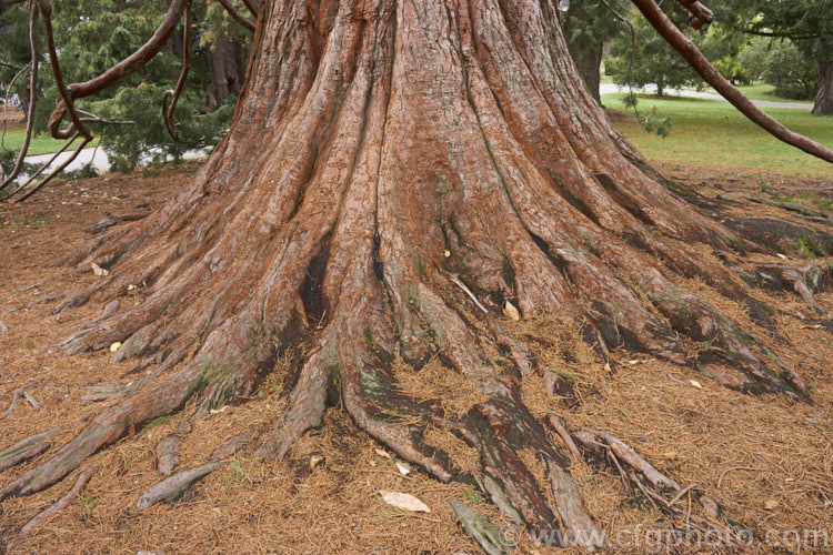 The buttressed trunk and pendulous lower branches of the Giant Sequoia, Big. Tree or Sierra Redwood (<i>Sequoiadendron giganteum</i>), the world's largest tree by volume, this Californian conifer is capable of reaching nearly 100m tall sequoiadendron-2495htm'>Sequoiadendron. Order: Pinales, Family: Cupressaceae