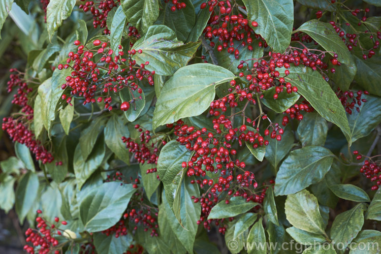 Viburnum japonicum, a spring-flowering evergreen, glossy-leaved viburnum native to Japan. It grows to around 18m high and the spring-borne white flowerheads are followed by ovoid red berries that often last well into winter. viburnum-2081htm'>Viburnum.. viburnum-2081htm'>Viburnum. <a href='adoxaceae-plant-family-photoshtml'>Adoxaceae</a>.