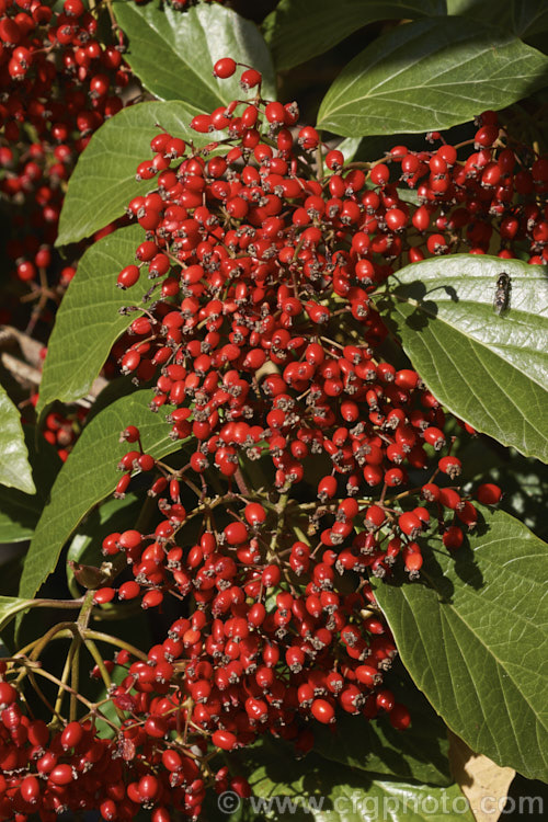 Viburnum japonicum, a spring-flowering evergreen, glossy-leaved viburnum native to Japan. It grows to around 18m high and the spring-borne white flowerheads are followed by ovoid red berries that often last well into winter. viburnum-2081htm'>Viburnum.. viburnum-2081htm'>Viburnum. <a href='adoxaceae-plant-family-photoshtml'>Adoxaceae</a>.
