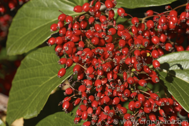 Viburnum japonicum, a spring-flowering evergreen, glossy-leaved viburnum native to Japan. It grows to around 18m high and the spring-borne white flowerheads are followed by ovoid red berries that often last well into winter. viburnum-2081htm'>Viburnum.. viburnum-2081htm'>Viburnum. <a href='adoxaceae-plant-family-photoshtml'>Adoxaceae</a>.