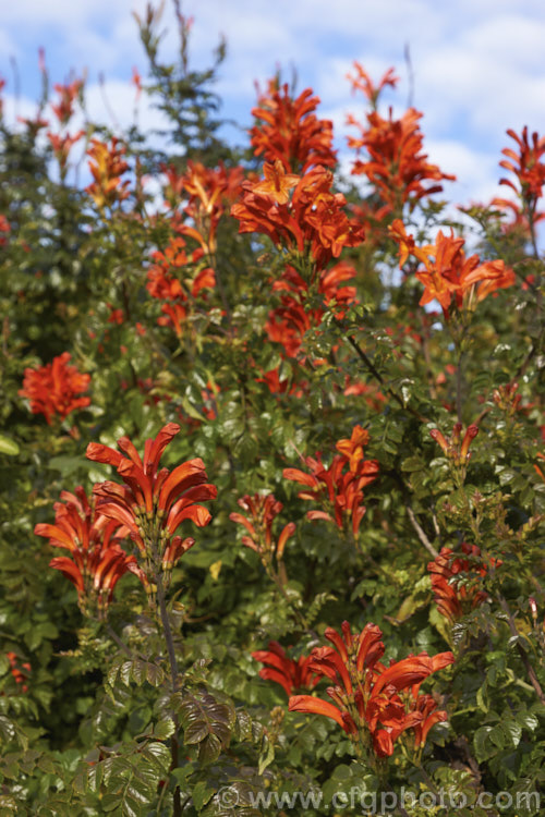 Cape. Honeysuckle (<i>Tecoma capensis [syn. Tecomaria capensis]), an evergreen shrub or semi-climber that is often used for hedging. It occurs naturally across much of southern Africa and flowers intermittently throughout the year. Orange is the typical flower colour but cultivars occur in a range of shades from yellow through pink to deep red. tecoma-3352htm'>Tecoma. <a href='bignoniaceae-plant-family-photoshtml'>Bignoniaceae</a>.