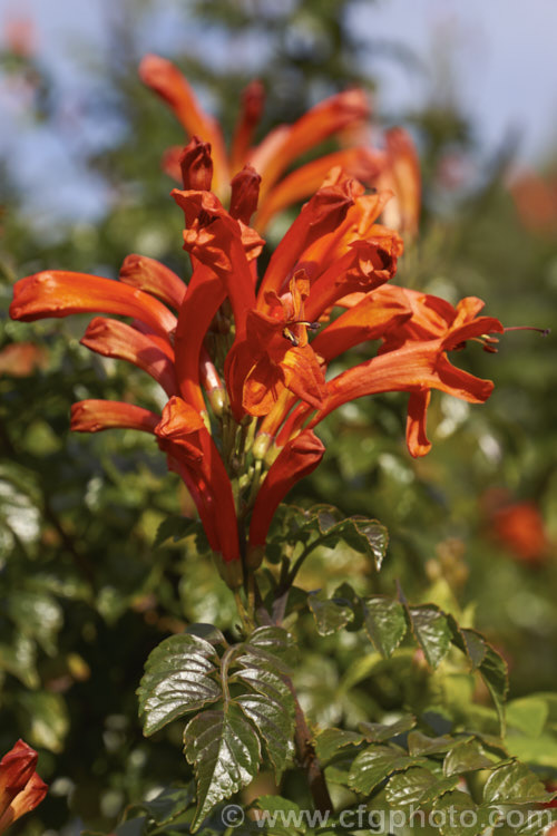 Cape. Honeysuckle (<i>Tecoma capensis [syn. Tecomaria capensis]), an evergreen shrub or semi-climber that is often used for hedging. It occurs naturally across much of southern Africa and flowers intermittently throughout the year. Orange is the typical flower colour but cultivars occur in a range of shades from yellow through pink to deep red. tecoma-3352htm'>Tecoma. <a href='bignoniaceae-plant-family-photoshtml'>Bignoniaceae</a>.