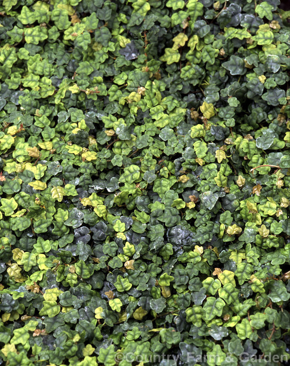 Oak-leafed Dwarf Creeping Fig (<i>Ficus pumila 'Quercifolia'), a very dwarf, small-leafed, palmately lobed form of an evergreen self-clinging climber native to East Asia. Order: Rosales, Family: Moraceae