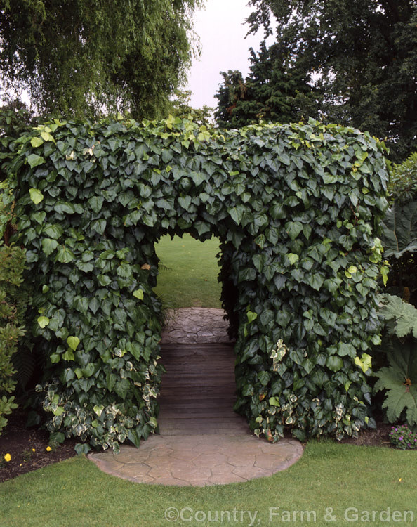 An arch over a small bridge covered with Variegated Canary Island Ivy (<i>Hedera canariensis 'Variegata') that is reverting to green. This cream, green and grey-green variegated cultivar is a rather unstable form of a vigorous evergreen climber native to the Canary Islands. Order: Apiales, Family: Araliaceae