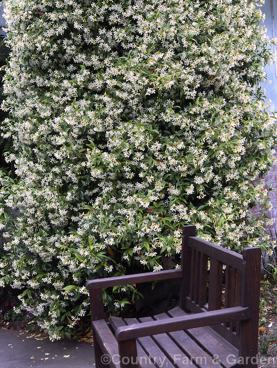 Star Jasmine (<i>Trachelospermum jasminoides</i>), an evergreen climber native to China. Its flowers are very fragrant and appear mainly in summer. trachelospermum-3362htm'>Trachelospermum. Order: Gentianales, Family: Apocynaceae
