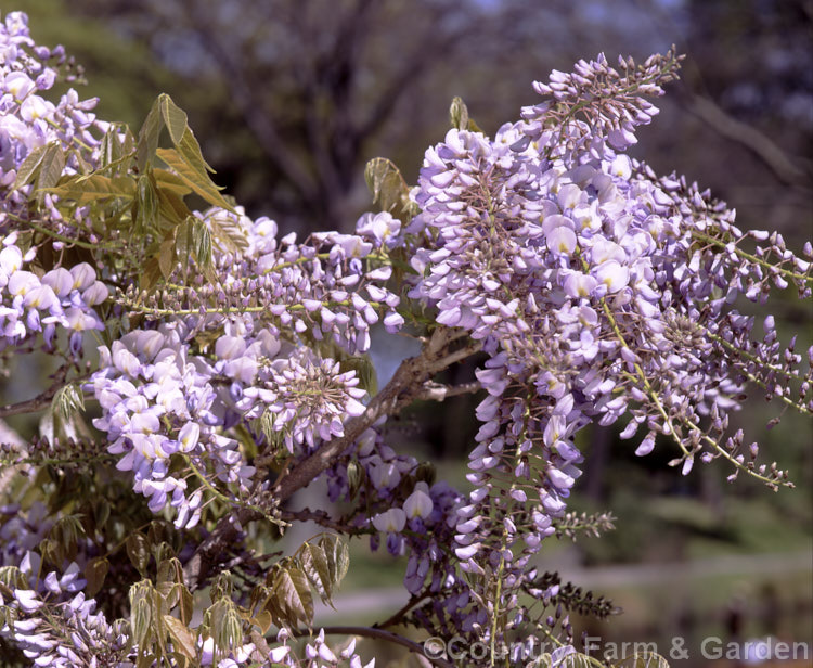 Chinese Wisteria (<i>Wisteria sinensis</i>). The stem of this species twines in the opposite direction to that of the Japanese Wisteria: anti-clockwise not clockwise. wisteria-2308htm'>Wisteria.