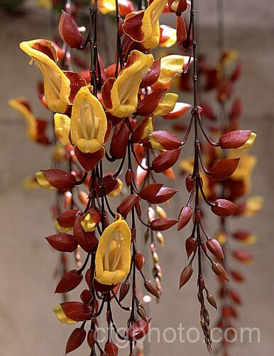 Thunbergia mysorensis, a twining, evergreen climber with long, pendulous racemes of flowers that open throughout the warmer month. It is native to India Order: Asterales, Family: Asteraceae