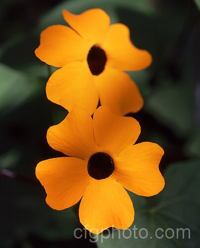Thunbergia julietta, a perennial vine very similar to the common. T alata except that it has slightly larger foliage and flowers. Order: Asterales, Family: Asteraceae
