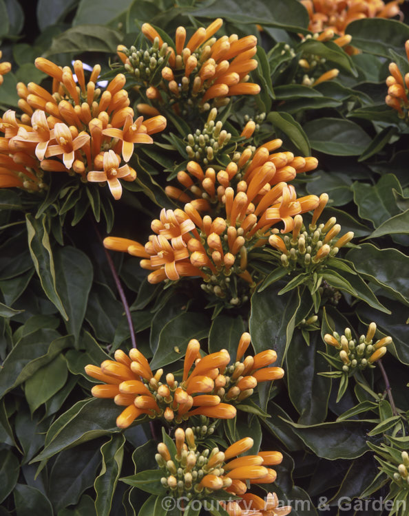 Brazilian. Flame. Creeper (<i>Pyrostegia venusta</i>), a South American late summer-winter-flowering climber. It is a vigorous grower capable of covering large areas
