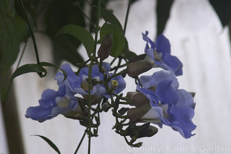 Blue Trumpet Vine or Skyflower (<i>Thunbergia grandiflora</i>), a long-flowering, evergreen, twining vine native to northern India It blooms most heavily in summer but nearly always has a few flowers. Order: Asterales, Family: Asteraceae