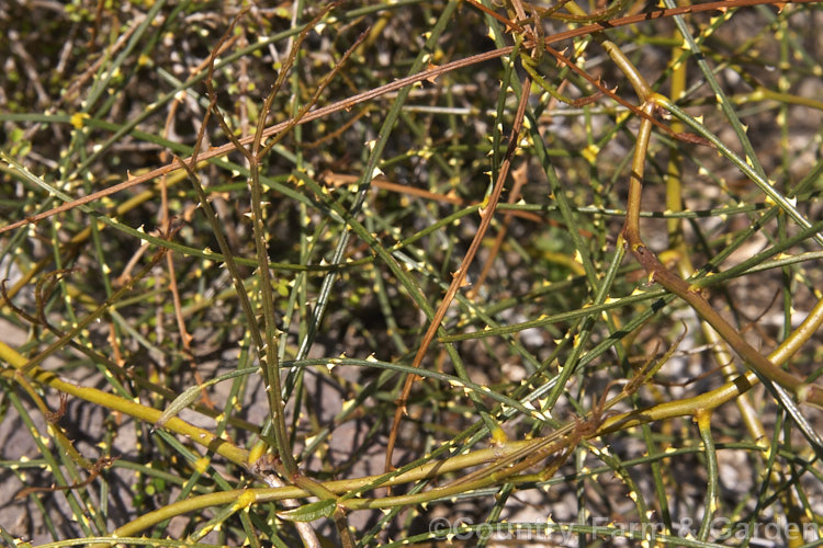 Yellow-thorned. Lawyer (<i>Rubus squarrosus</i>), a sprawling, scrambling New Zealand shrub that uses its hooked thorns to climb. It bears clusters of cream flowers followed by small, orange-red fruits. Classified as evergreen, though it is really near-leafless.