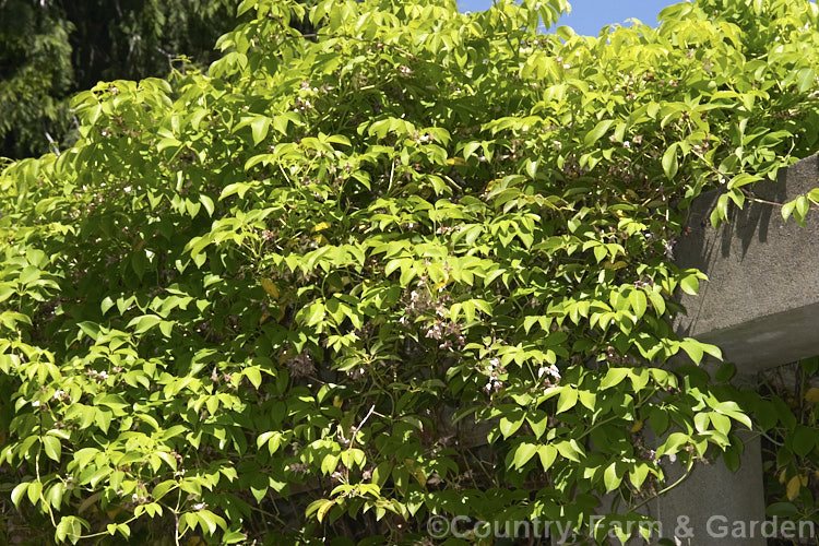 Staunton. Vine (<i>Stauntonia hexaphylla</i>), a semi-deciduous to evergreen twining vine native to Japan, Korea and Taiwan. On female plants the flowers are followed by large reddish to purple, pulpy fruit. Order: Ranunculales, Family: Lardizabalaceae