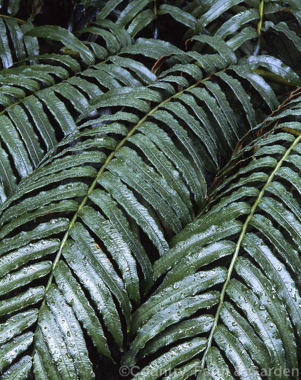 King Fern, Para or Potato Fern (<i>Ptisana salicina [syn. Marattia salicina]), a huge rhizomatous fern from Australasia and tropical Asia with edible rhizomes and fronds up to 36m long. ptisana-3681htm'>Ptisana. <a href='marattiaceae-plant-family-photoshtml'>Marattiaceae</a>.