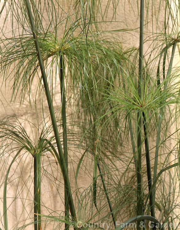 Papyrus (<i>Cyperus papyrus</i>), a 15-5m tall grass-like evergreen perennial native to Africa. Its pulp was used to make an early form of paper and the word paper is derived from the Egyptian word papyrus. cyperus-2847htm'>Cyperus. Order: Poales, Family: Cyperaceae