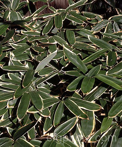 Kuma. Zasa (<i>Sasa veitchii</i>), an 80cm-15m high, slowly spreading, rhizomatous bamboo native to Japan. The dry papery edge to the foliage is normal and appears early, but as seen here it is not present on the very young foliage. sasa-3282htm'>Sasa. .