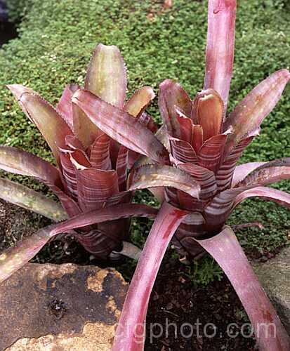 <i>Aechmea fasciata</i> var. <i>purpurea</i>, a foliage form of a spectacularly flowered bromeliad native to Brazil. The leaves range from pale to deep reddish purple with lighter variegations. Order: Poales, Family: Bromeliaceae