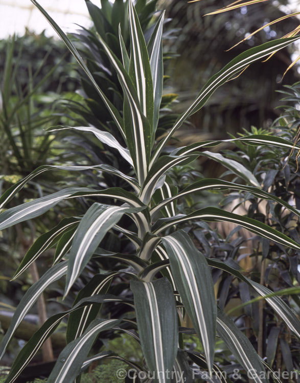 Dracaena fragrans (syn. Dracaena deremensis</i>) 'Bausei', distinguished by a central white band, this is one of several variegated forms of a 45m high evergreen shrub or tree native to tropical east. Africa. Dracaena deremensis is considered by some botanists to be indistinguishable from Dracaena fragrans. dracaena-2694htm'>Dracaena.